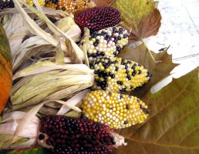 MAIS ORNAMENTALE ARLECCHINO NR.25 SEMI